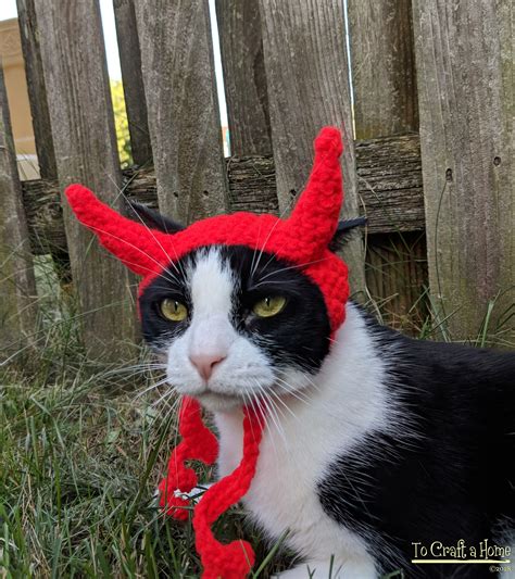 cat in devil costume|cute devil cat.